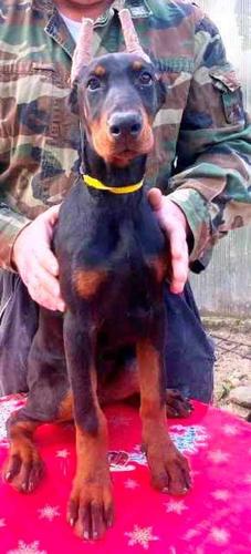 Doberman štenci