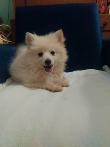 MIX stenad pomeranac x nemacki mali spic