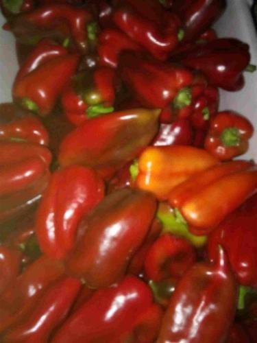 Paprika Ajvarka