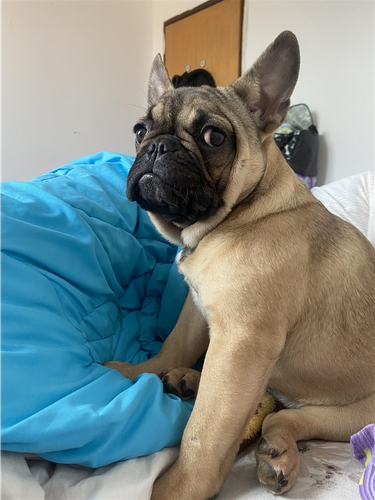Francuski buldog štene
