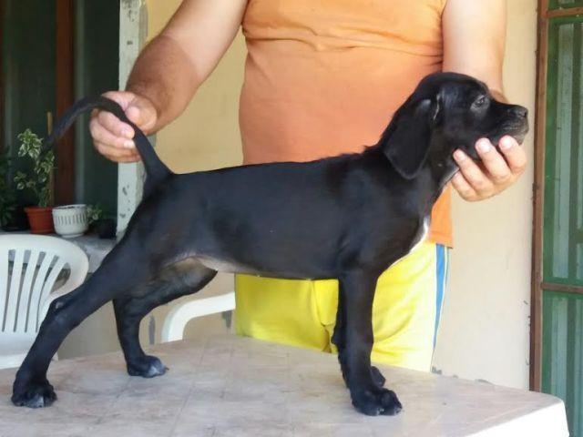 Cane-Corso-vrhunskog-porekla-