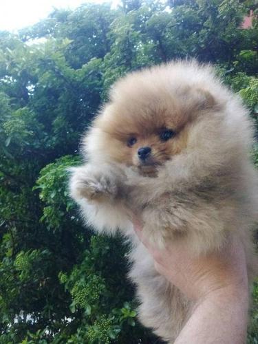 Pomeranski špic,Pomeranian,Boo štenci 
