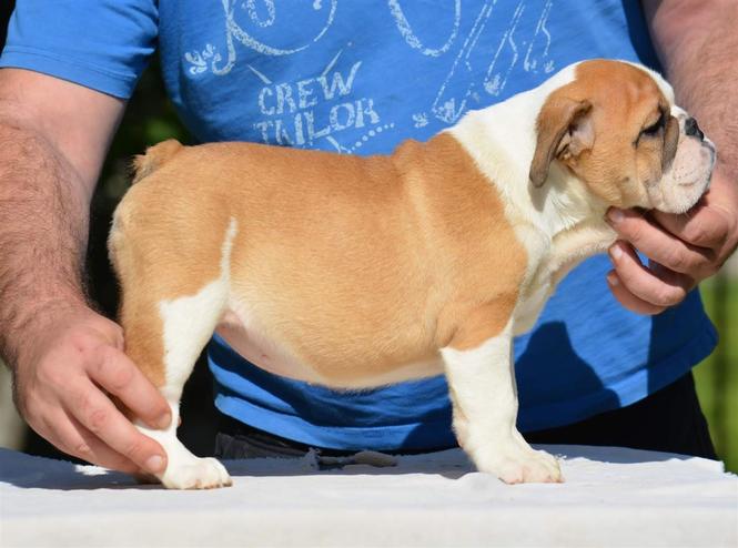 Engleski buldog