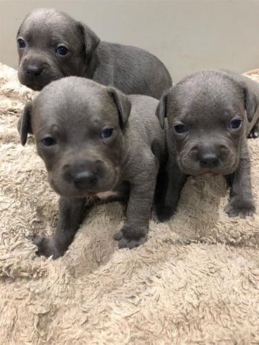 Štenci štenaca Blue Staffordshire Terrier