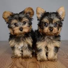 yorkshire terrier