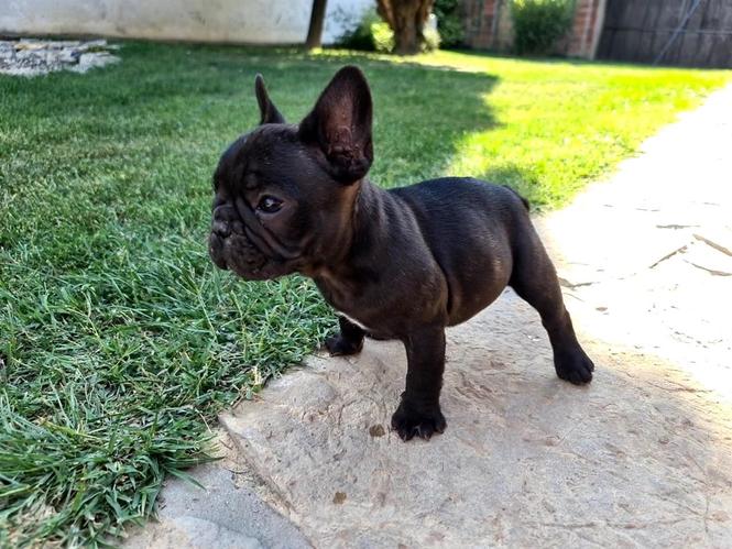 Francuski buldog -Ž- 12 nedelja