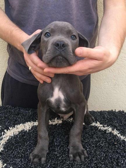 Cane-corso-štenci