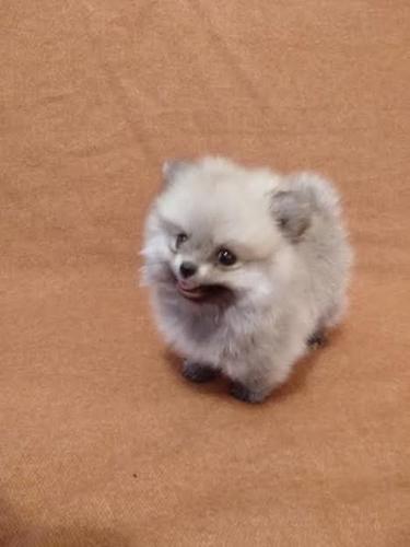 Pomeranac boo 