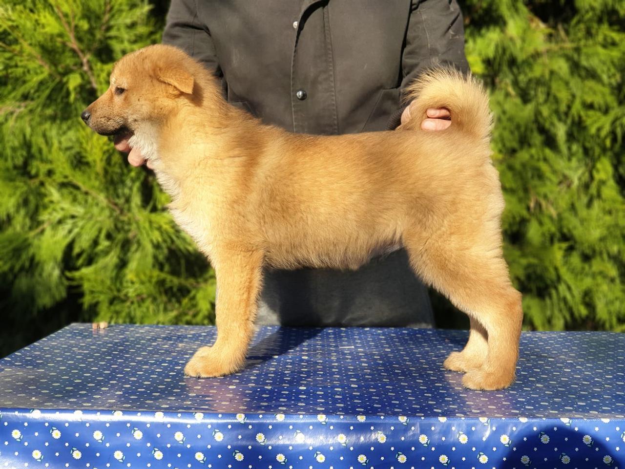 Koreanski-Jindo-pas-štenci