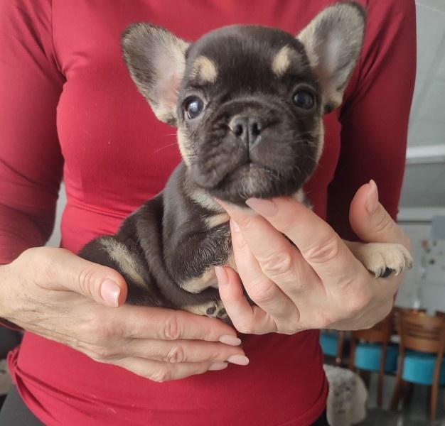Francuski-buldog-štenci