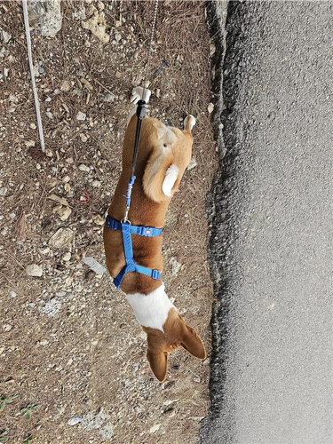 Basenji