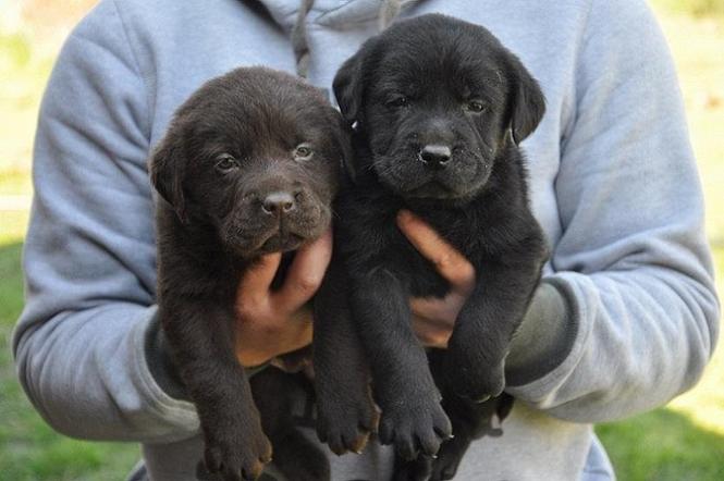 Labrador Retriver