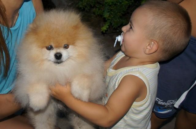Pomeranski spic(Pomeranian)Boo stenci