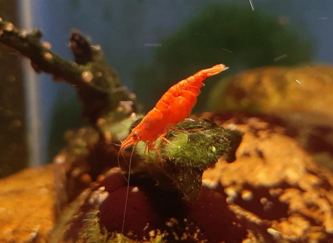 Prodajem red cherry kozice