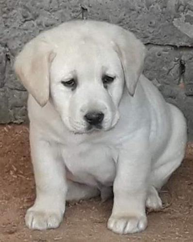 Štenci Labradora vrhunskog kvaliteta