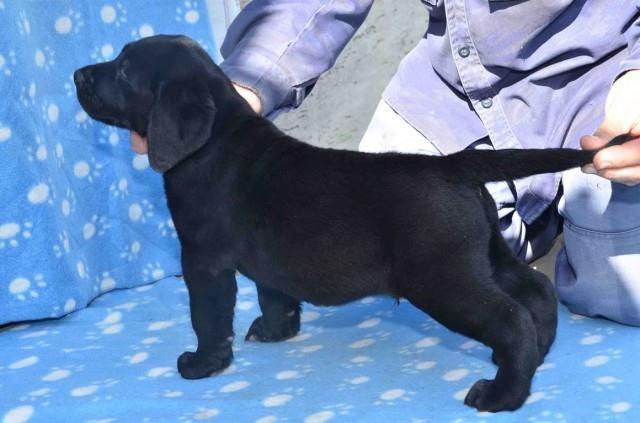 LABRADOR-RETRIVER-štenad-vrhunskog-porekla