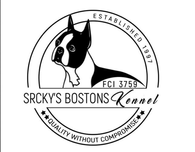 Boston terijer stenad
