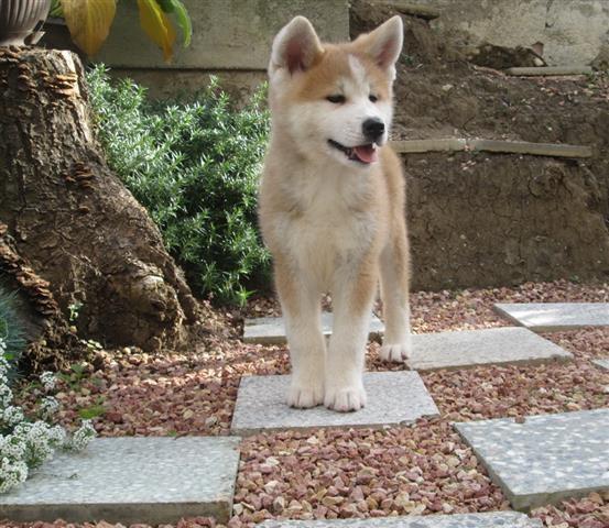 Akita-inu-stenci