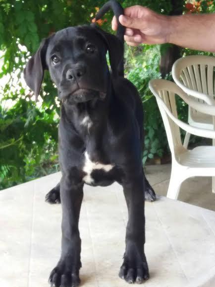 Cane-Corso---RASPRODAJA-