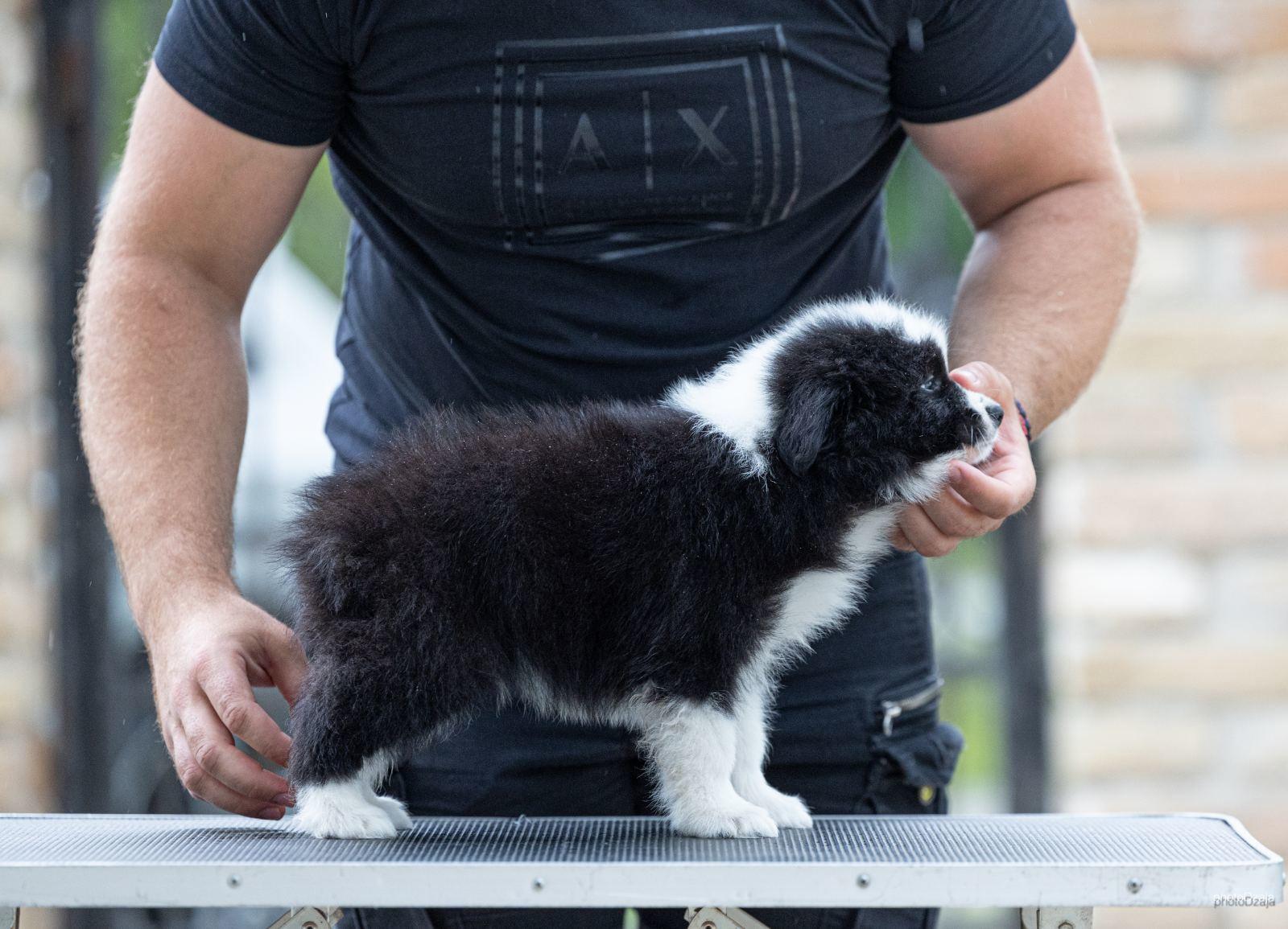 Border-Collie-Border-Koli-štenci