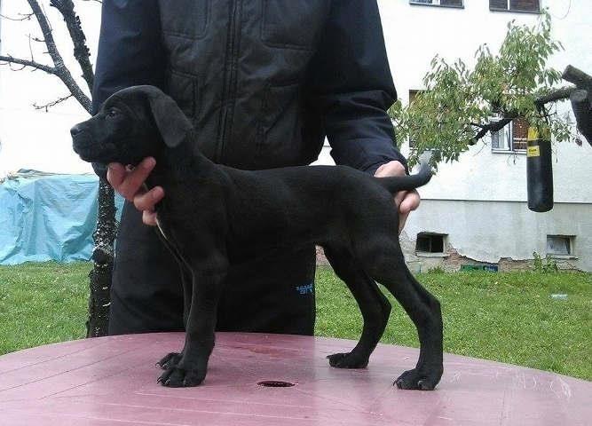 CANE-CORSO---stenci-vrhunskog-porekla