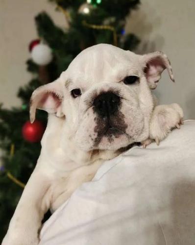 Engleski buldog i Mops stenci