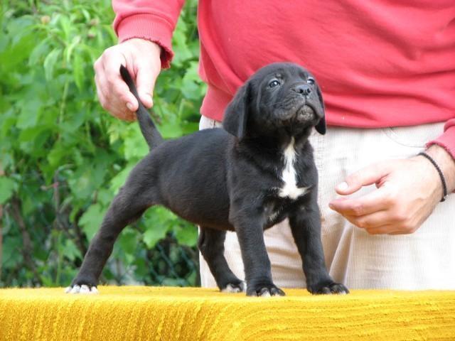 Cane-corso-stenci