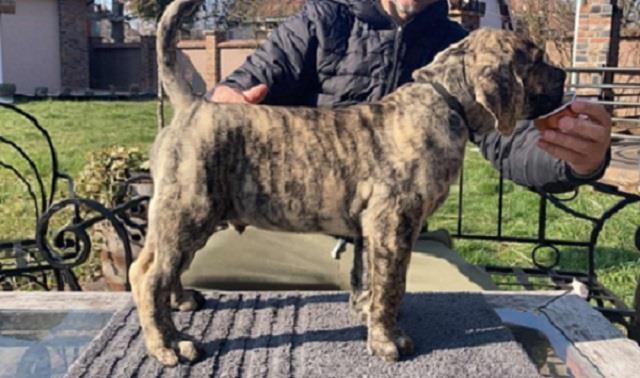 Dogo Canario stenci 