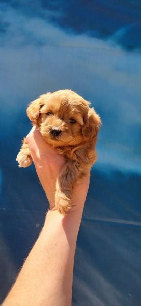 Maltipoo-stenci