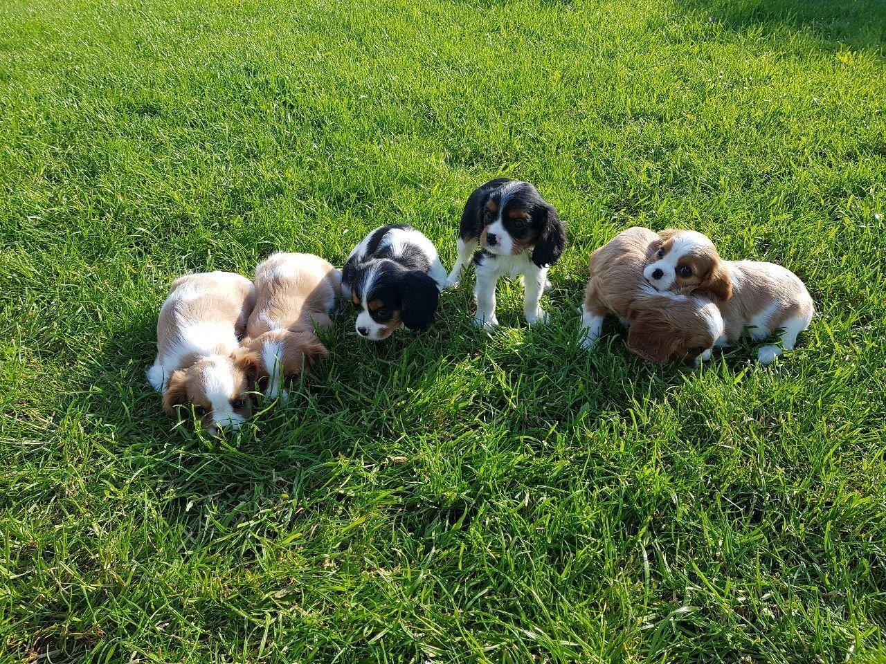 Kavalirski-kralj-Charles-Puppies-READY-NOw