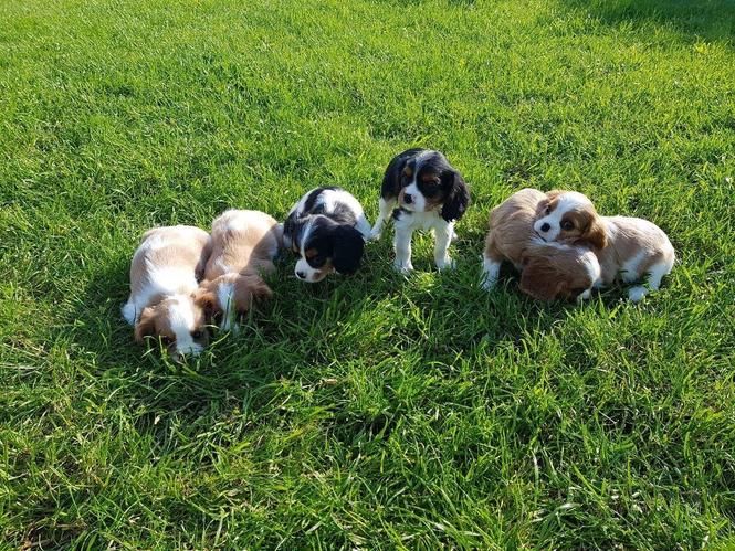 Kavalirski kralj Charles Puppies READY NOw