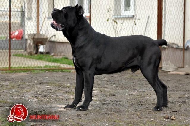 Cane-corso-stenci