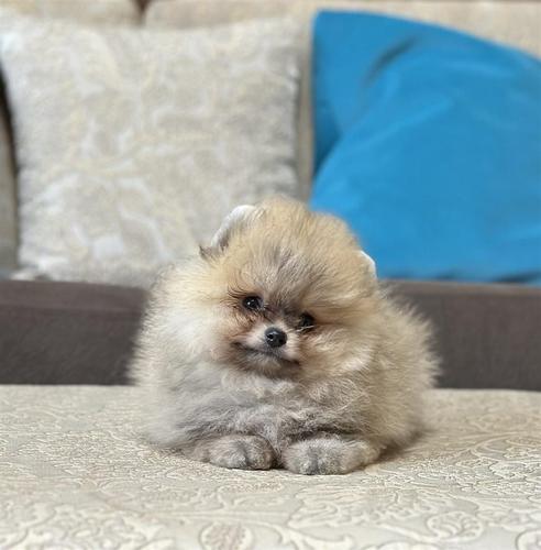 Pomeranac