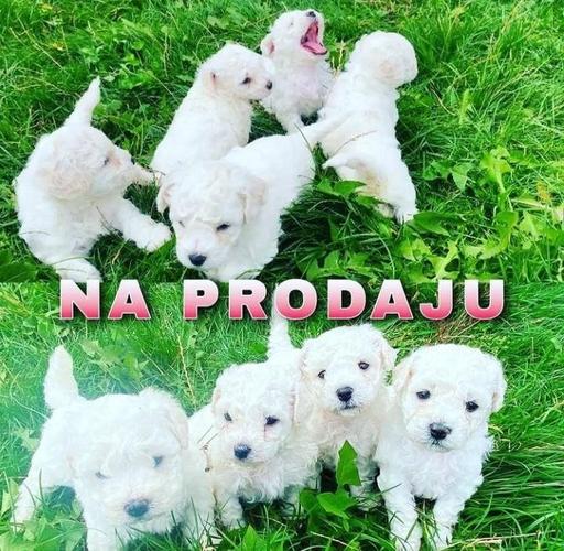 Kovrdjavi bisoni