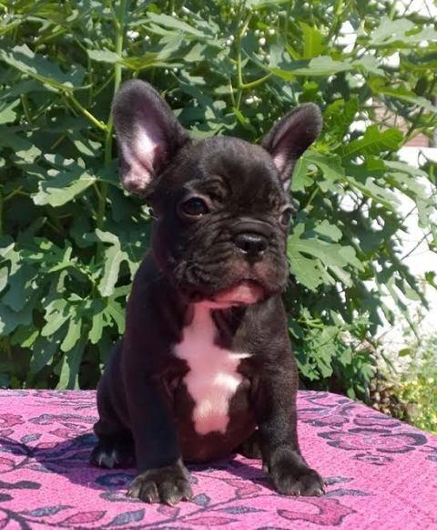 Francuski-Buldog-