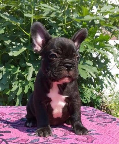 Francuski Buldog 