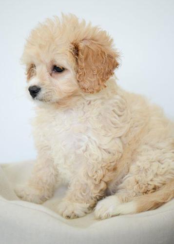Zapanjujući Cavachon štenci   