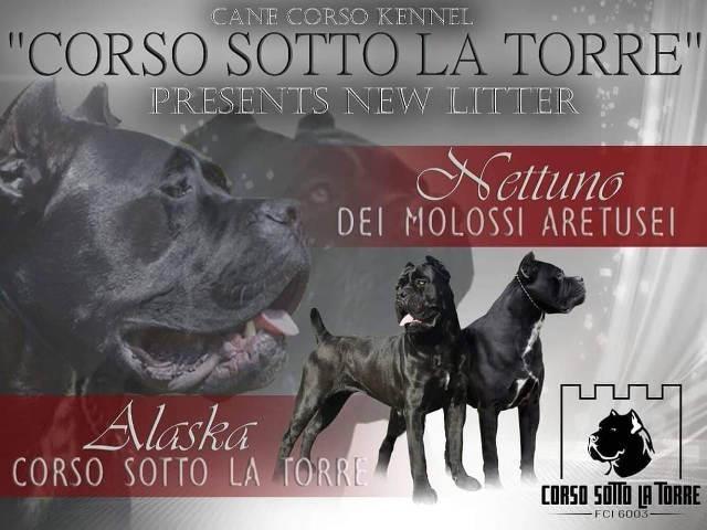 CANE CORSO kvalitetnih krvnih linija