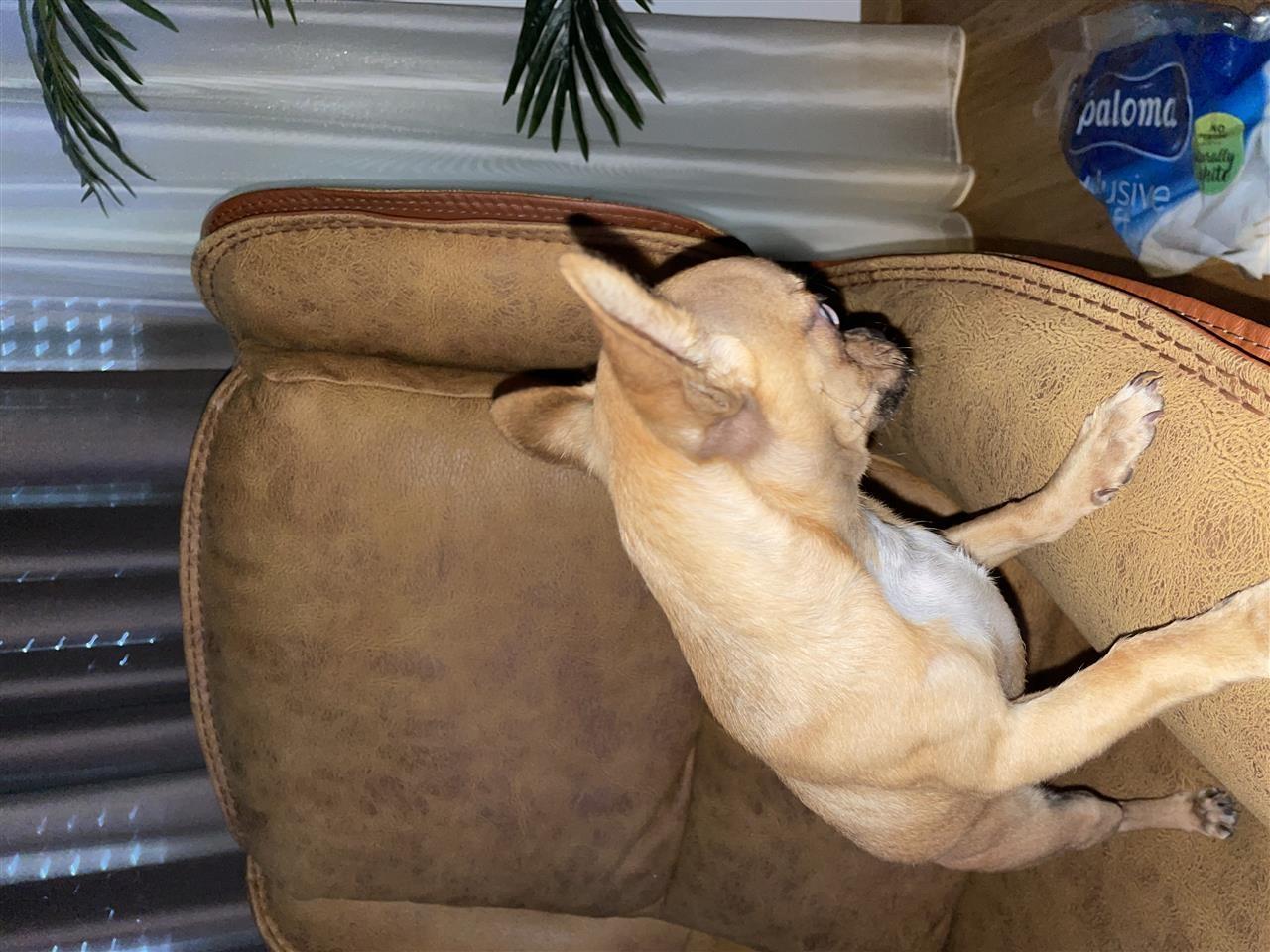 Prodaje-se--Chihuahua