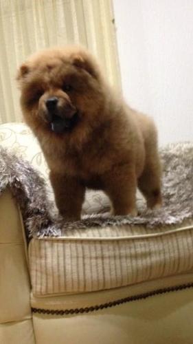 Chow chow prelepo zensko stene