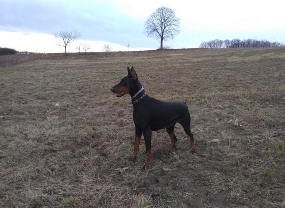 Doberman štenci 