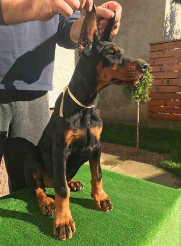 Doberman VRHUNSKI štenci