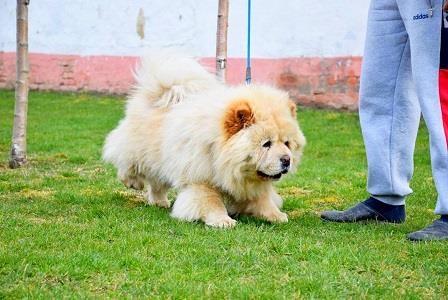 Chow-chow-cau-cau-stenad