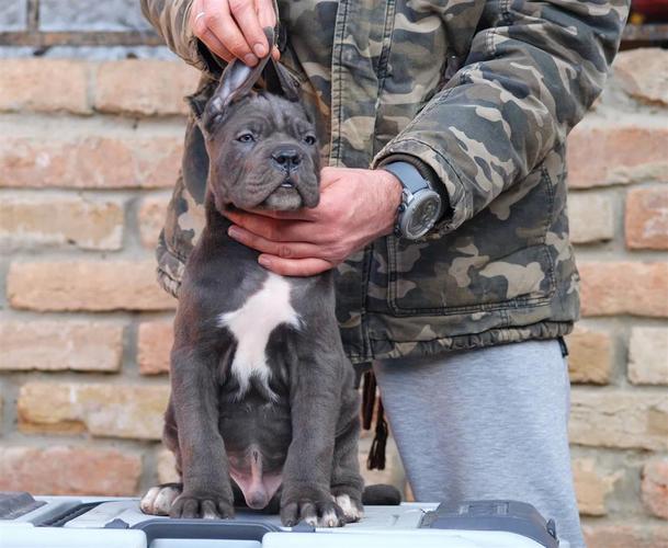 Cane Corso Kane Korso štenci