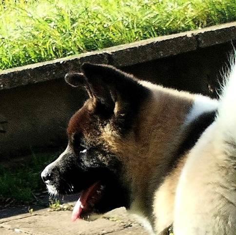 Američka-Akita--muško-štene
