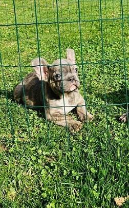 Francuski-buldog-štenci-plave-boje