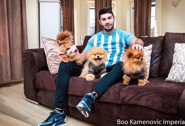 Pomeranac-Boo-medvedic