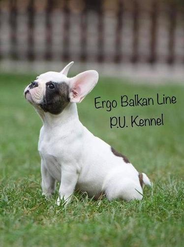 FRANCUSKI BULDOG - prelepo musko stene