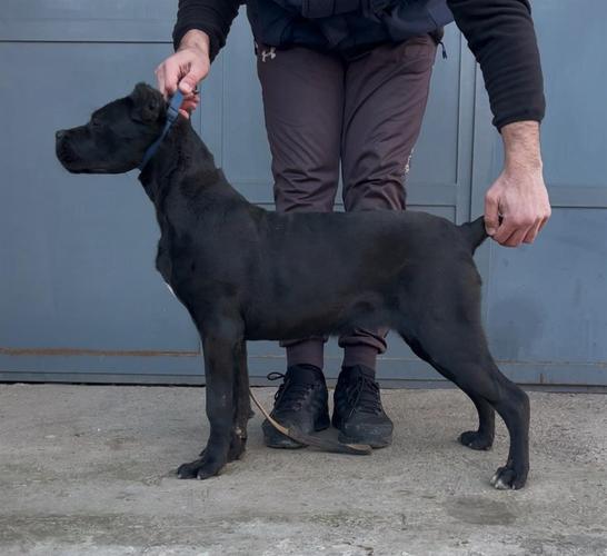 Cane corso