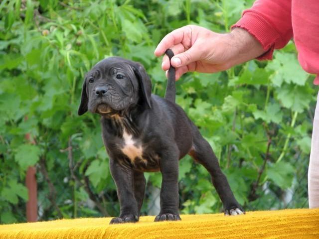 Cane-corso-stenci